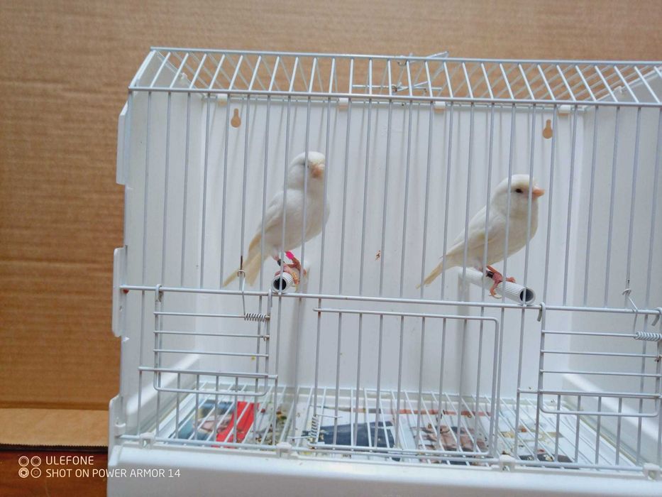 Vendo canários apartir de 10€