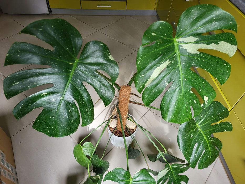 Monstera thai constalation szczyt