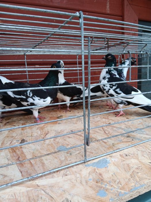 Gołębie zamojskie murzyny roztoczanskie