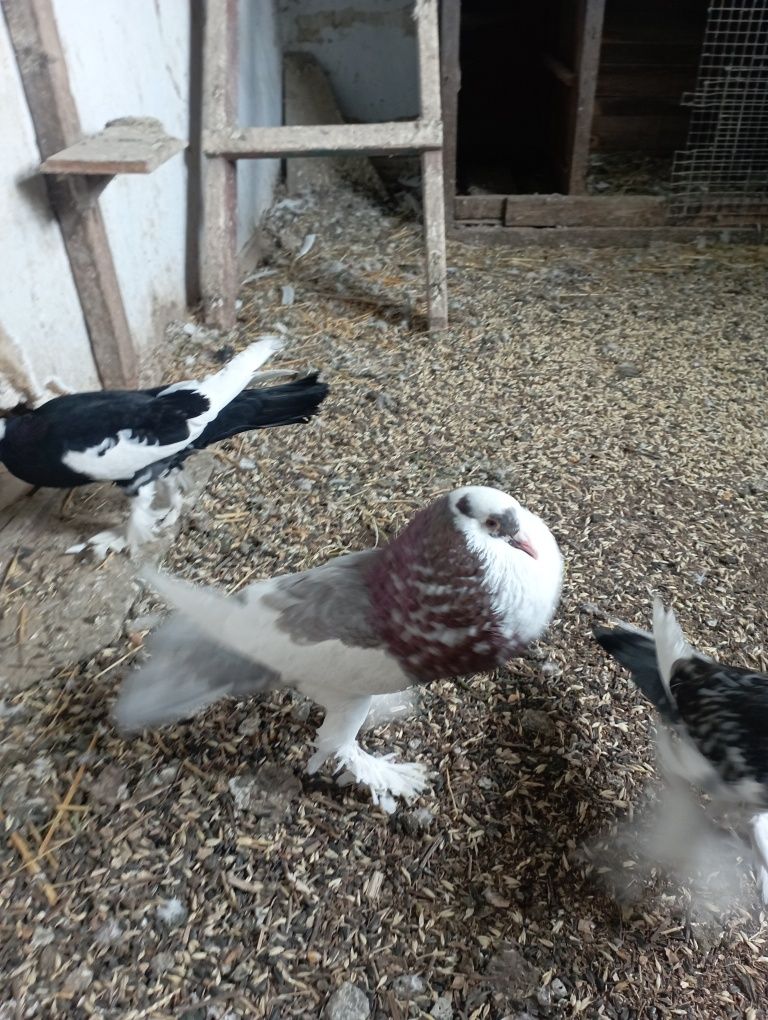 Продам голуби різних порід дутиші дутиш 400 грн пара