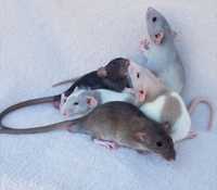Крысята Дамбо малыши