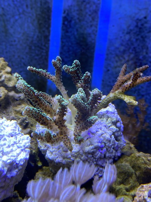 seriatopora szczepki koralowiec akwarium morskie