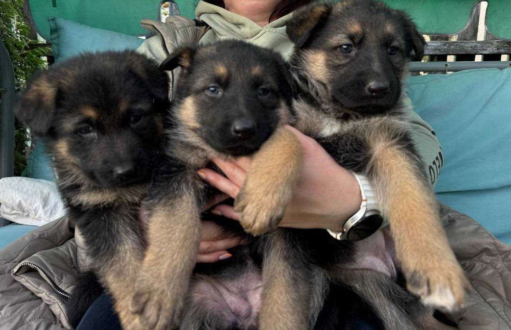 Щенята німецької вівчарки