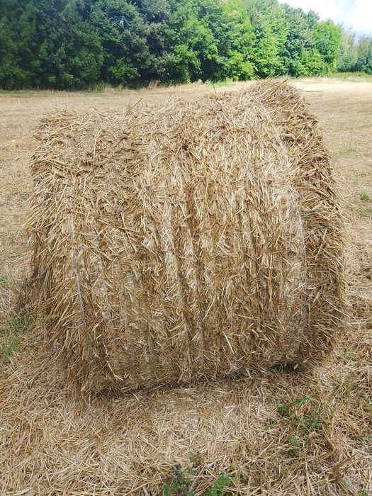 Bale słomy przenicznej