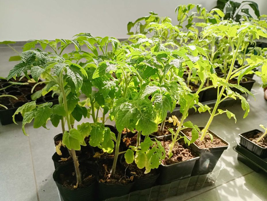 Pomidor sadzonka - zamówienia na 2026 rok