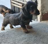 Teckel pêlo cerdoso macho
