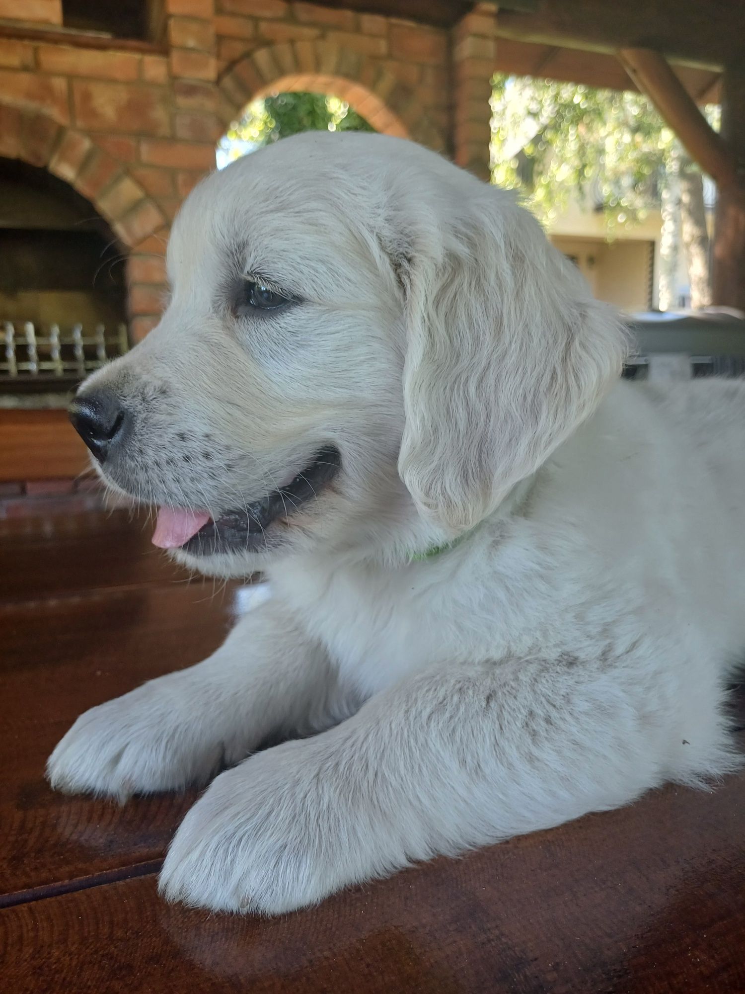 Gotowe do odbioru - Śliczny piesek szczeniak Golden Retriever,  ZKw