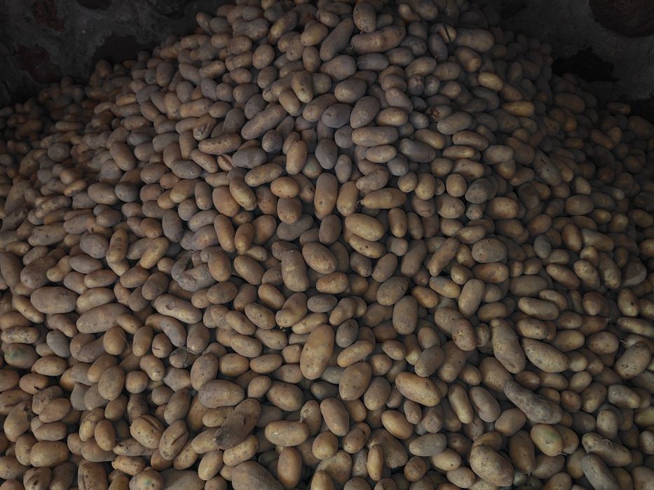 Ziemniak, jadalny, Catania, Irys ziemniaki