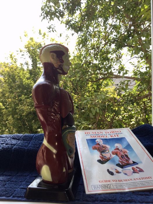 Человеческий торс — анатомически точная модель