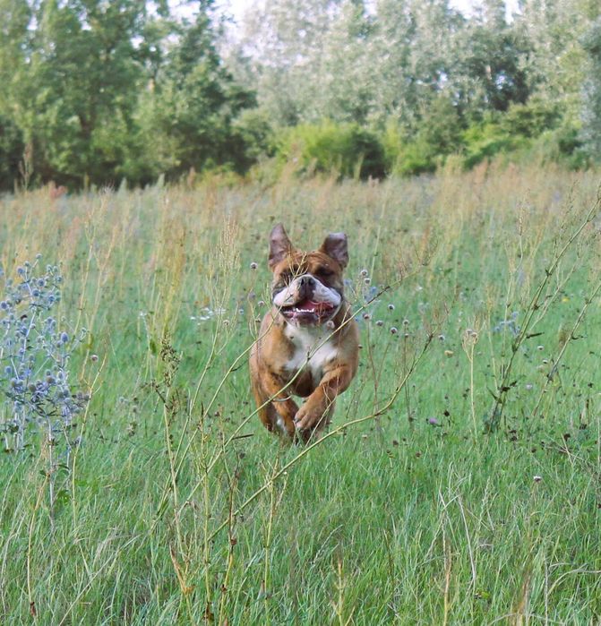 buldog kontynentalny