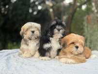 Lhasa Apso piesek Rufus! Lepszy kuzyn Shih Tzu! Gotowy do odbioru!