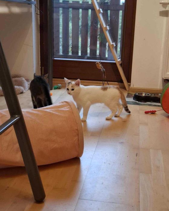 Gala szuka nowego domu