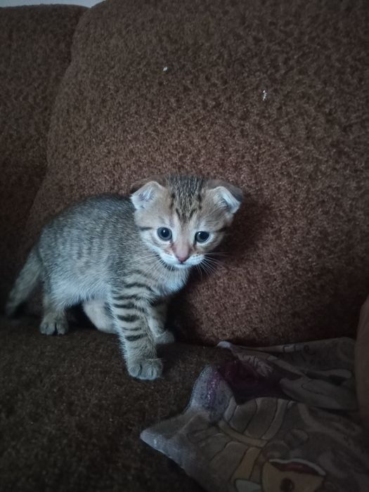 Подарую кошеня, дівчинка.