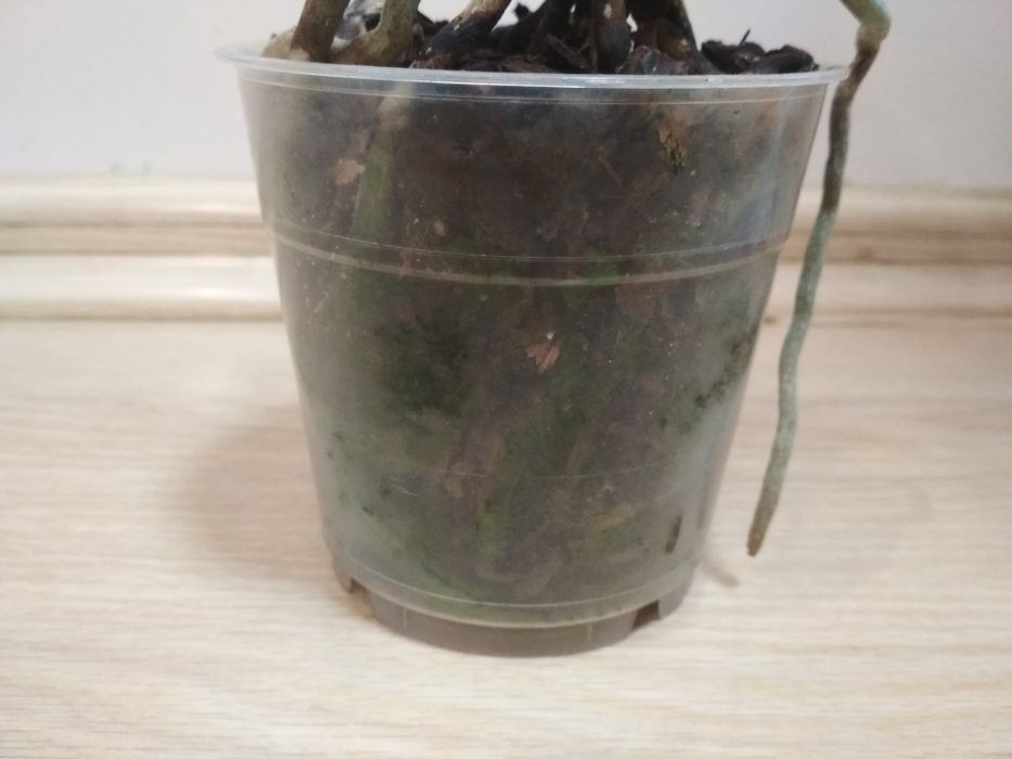 Орхидея фаленопсис, Jewel, пень