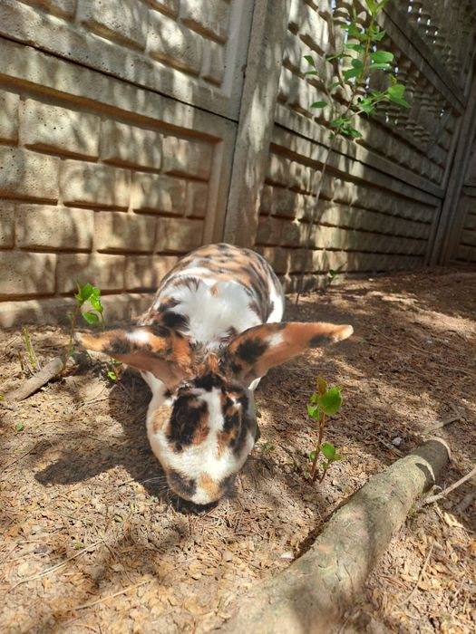 Rex trójbarwny samiec