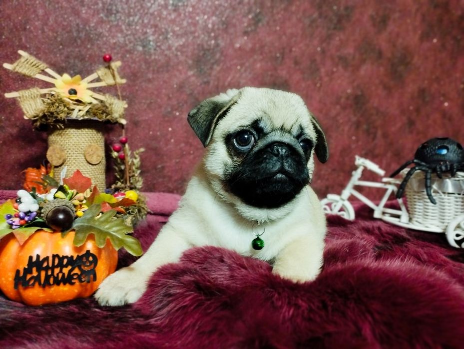 Готов к переезду перспективный парень. Пакет документов. Чипирован.