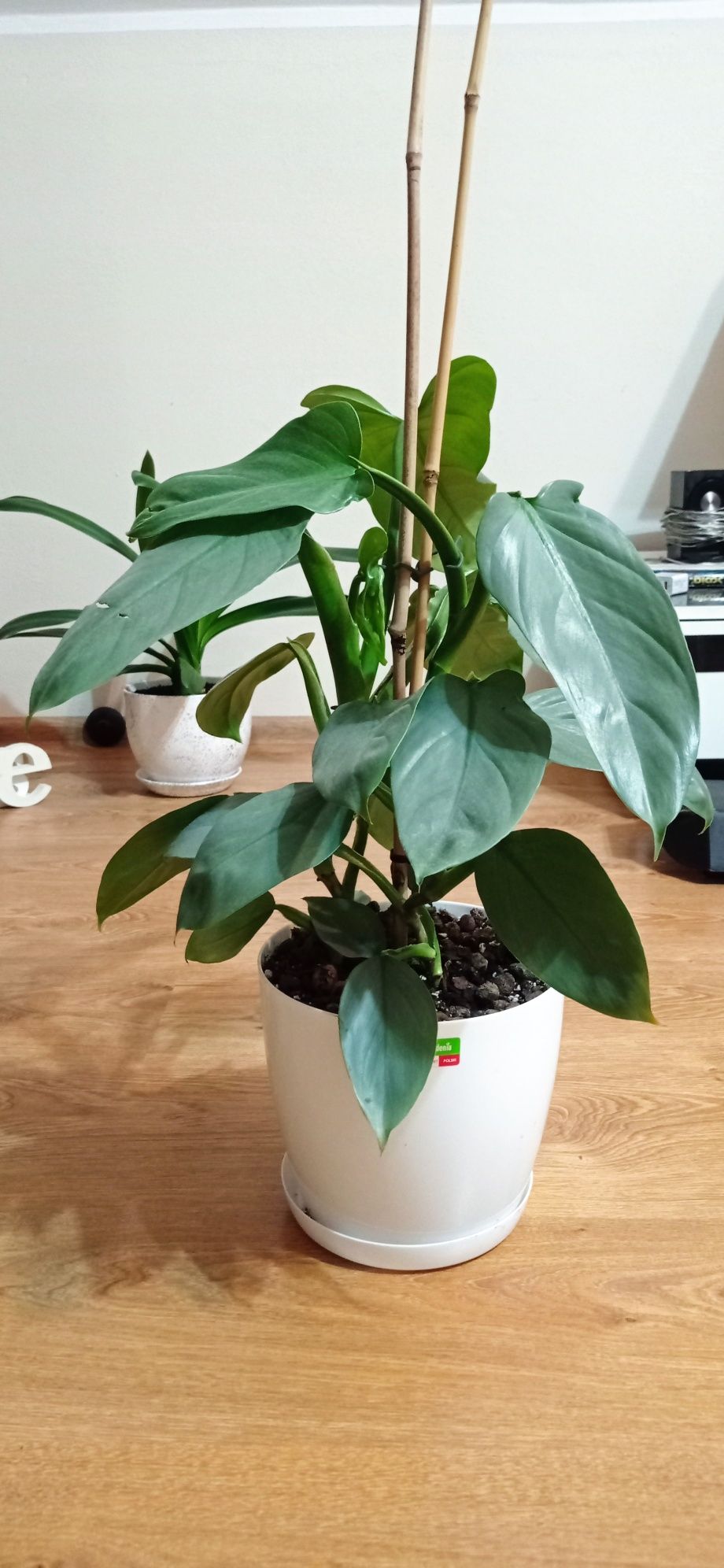 Philodendron Silver Sword dwa w doniczce