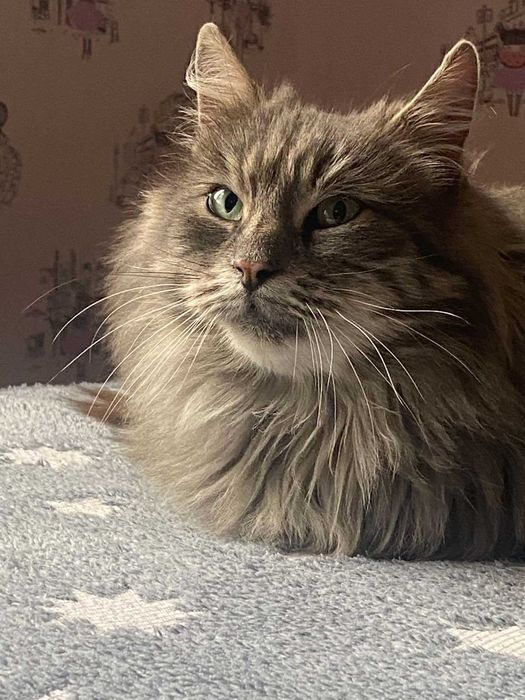 Віддам кішку в добрі руки