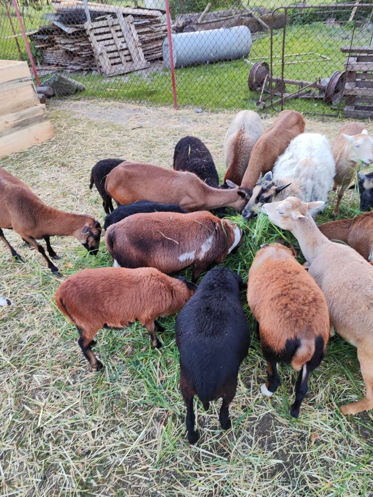 Baranki i owce kameruńskie