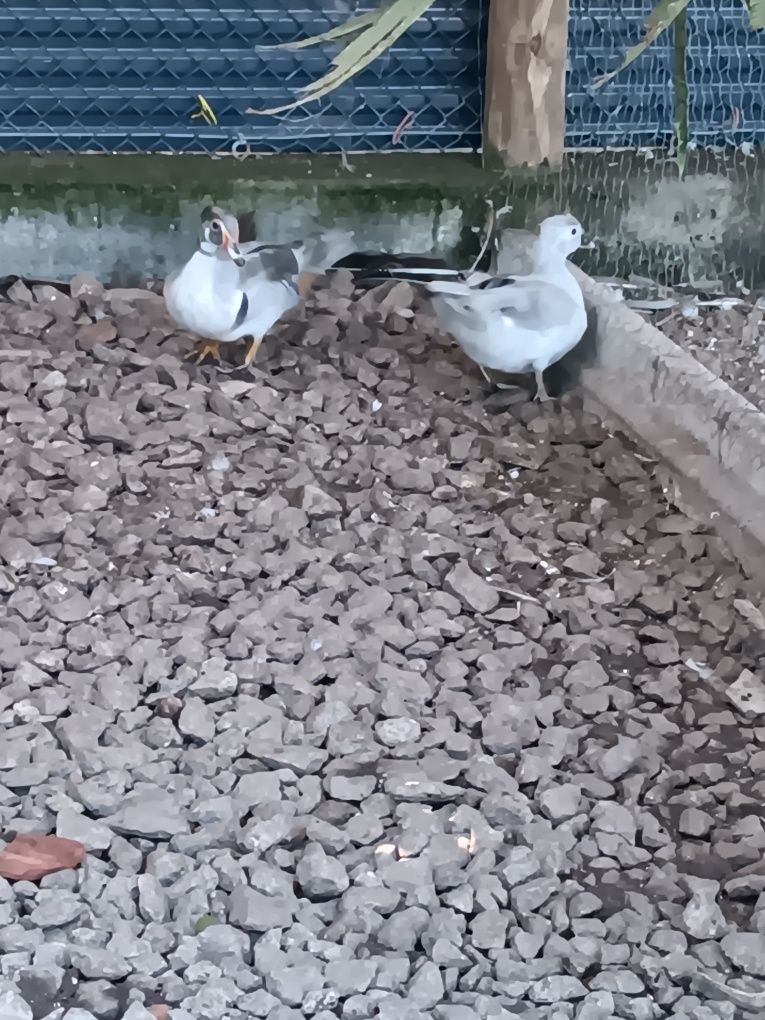 Patos ornamentais 2025