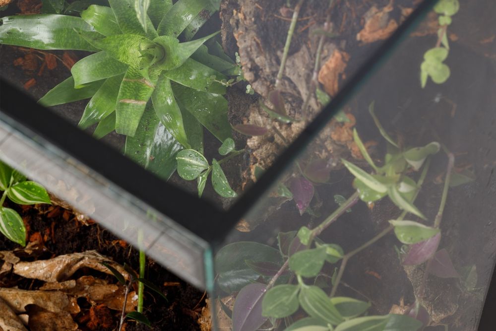 Terrarium gekon tropikalne 40x40x60