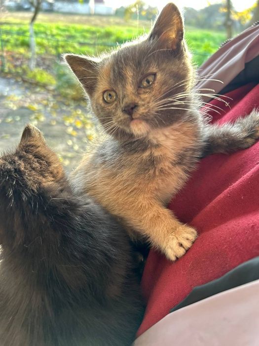 Кошенята у люблячі руки