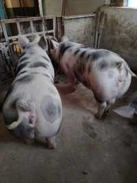 Продам свині домашні