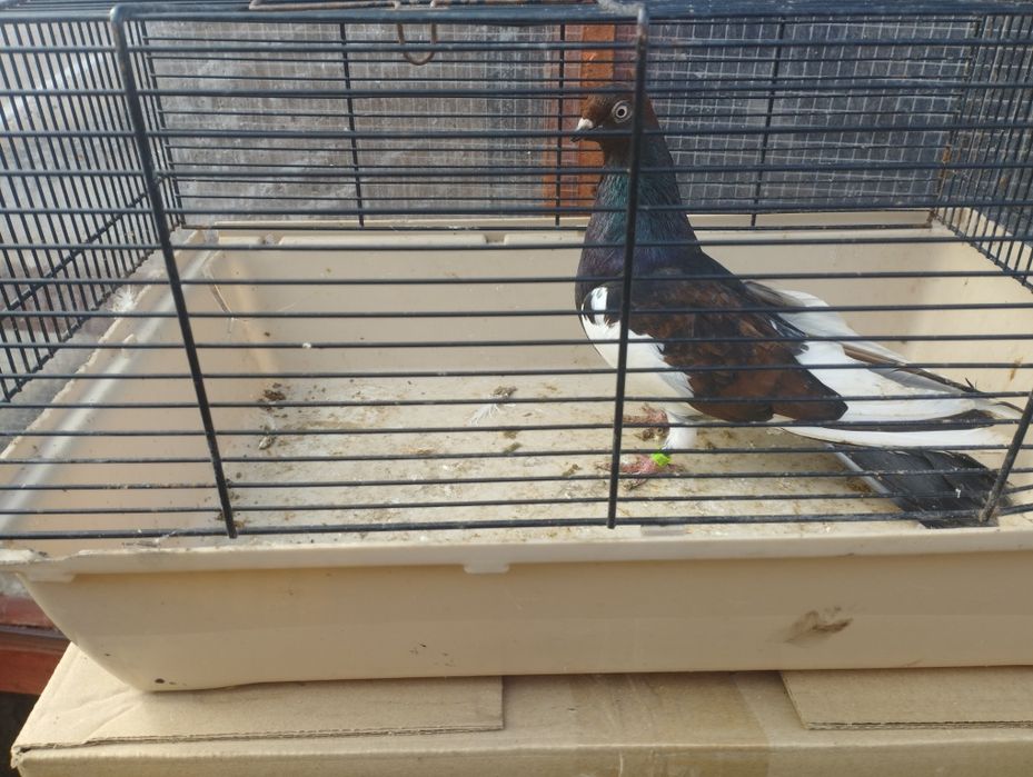 Gołębie zamojskie i roztoczańskie