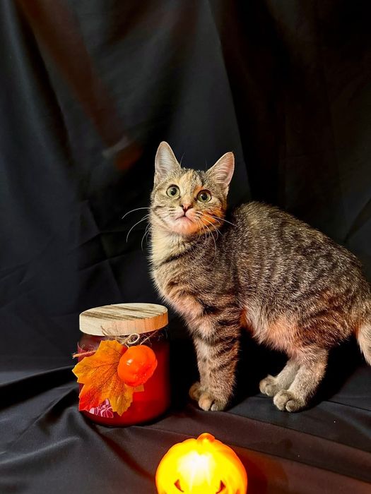 Котёнок 5 месяцев