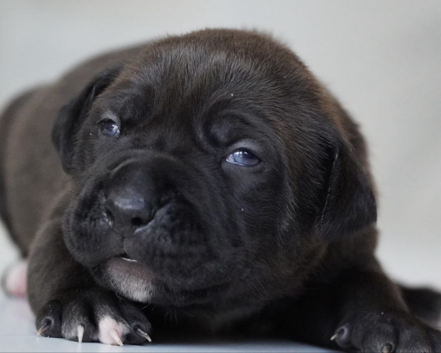 American Bully XL ABKC