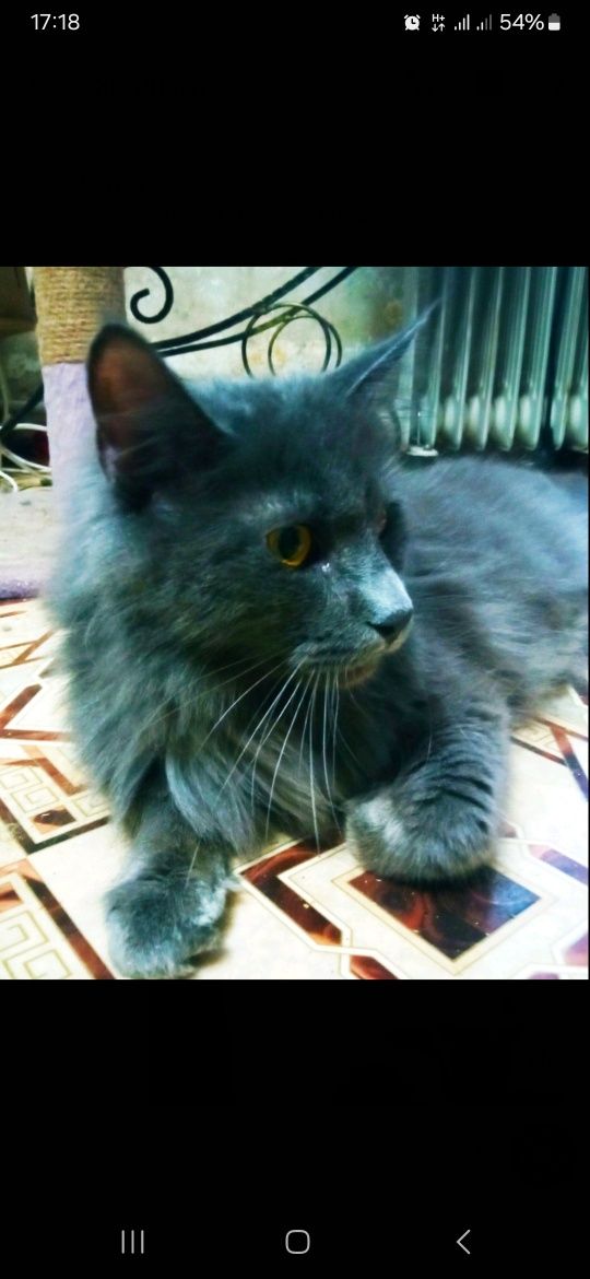 Шикарная кошка мейнкун в голубом окрасе