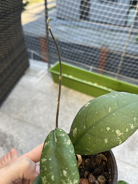Hoja hoya Vitellima ImL 1348