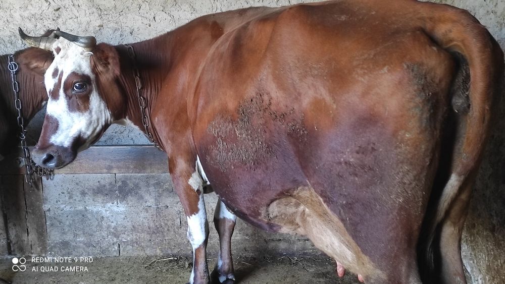 Продаётся  корова