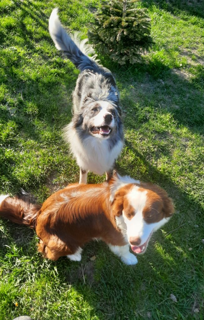 Piesek Border Collie, Ee Red