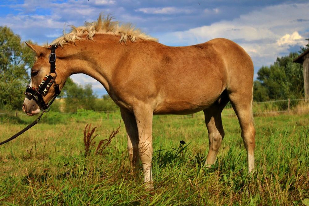 Ogierek Haflinger