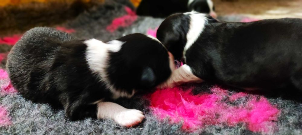 Border Collie ZKwP/FCI