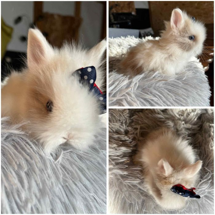 Karzełki Teddy Mini z Metrykami Rodowodwymi