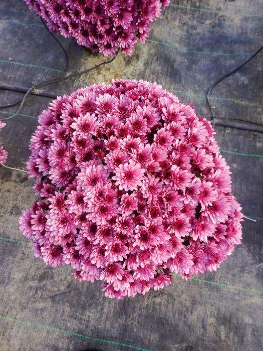 Chryzantemy drobnokwiatowe