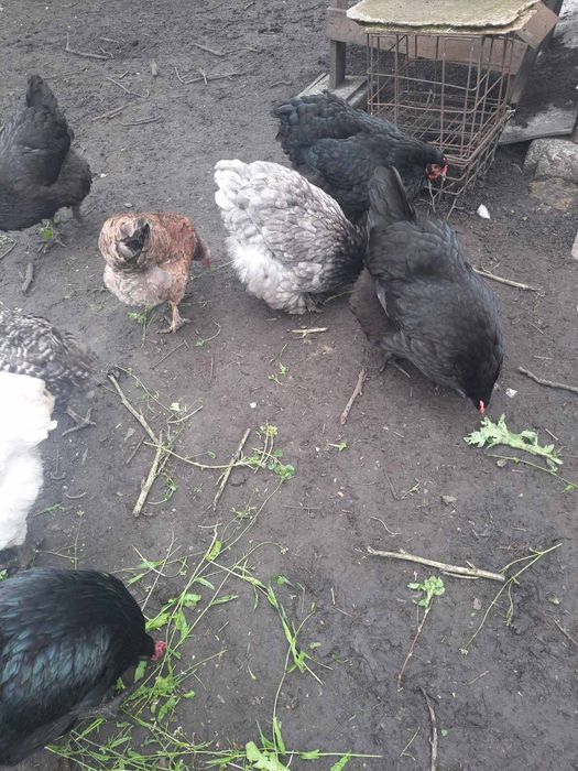 Продаю курчат яєчного напрямку! Є різного віку.Торг.опт.