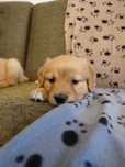 Golden Retriever Piękna suczka - Roxi !!