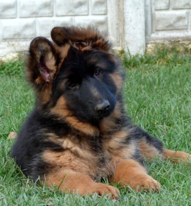 Цуценята німецької вівчарки!НЕДОРОГО! Дуже крупні дліношерстні.