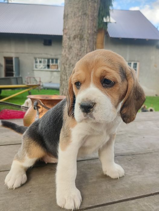 Piękna suczka Beagle