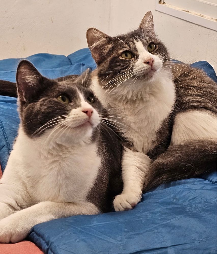 Duas gatinhas com 1 ano para adopcao