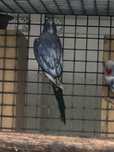 Ring neck malhados