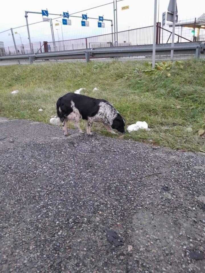 Błagam o dom Kropka 4/5 let.sunia uratowana na granicy w Dorochucku