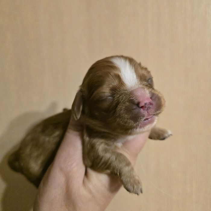 Cavalier King Charles Spaniel