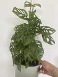 Szczepka monstera małpka monkey mask