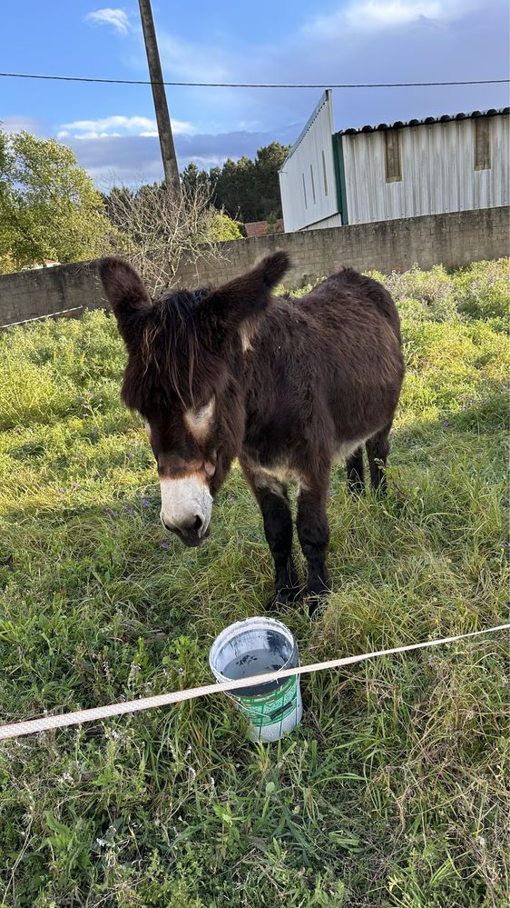 Burro mirandes cede se para reproducao.