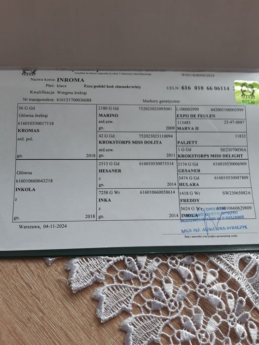 Źrebica zimnokrwista