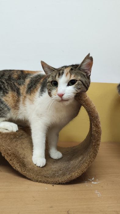 Czy cudowna Taśka ma w ogóle szansę na adopcje?